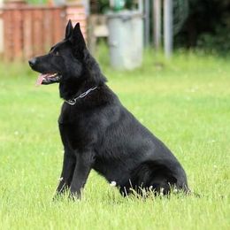 German Shepherds from Keith's German Shepherds