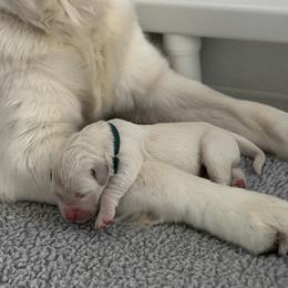 Teal - Light golden female Golden Retriever puppy in Fresno, California from Sanctuary Ranch Goldens