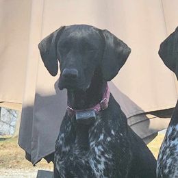 German Shorthaired Pointers from Cox Family Farms