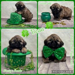 Amos now Beau - Red male Shih Tzu puppy in Beatrice, Nebraska from I Shih Tzu Not Puppies