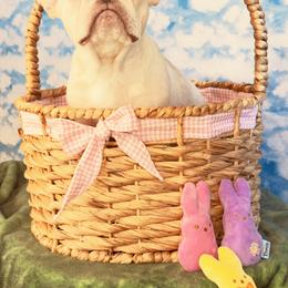 Martha May - Cream female French Bulldog puppy in Spokane, Washington from 47 North Frenchies, LLC