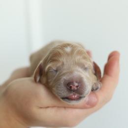 Green - Apricot male Australian Labradoodle puppy in Williamstown, New York from Lewis Manor Labradoodles
