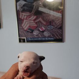 Puppy 5 - Black and white male Chihuahua puppy in Murphy, North Carolina from Ay Chihuahua's