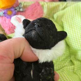 Burns - Black male Poodle puppy in Florence County, South Carolina from Modern Family Standards