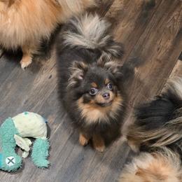 Gene Belcher - Blue and tan male Pomeranian puppy in Smithville, Texas from Lafary Poms
