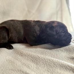 Black no collar - Black brindle male Cane Corso puppy in Paris, Texas from Knucklehead Cane Corso