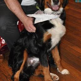 Bernese Mountain Dog All Grown Up from Hideaway Farm