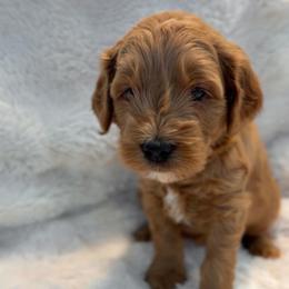 Millie - Apricot female Goldendoodle puppy in San Tan Valley, Arizona from Golden Haven