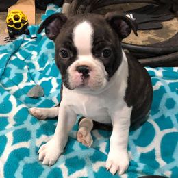 Boston Terriers from Valerie’s Boston Terriers