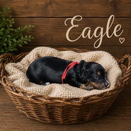 Eagle - Black and tan male Dachshund puppy in Tyner, Kentucky from Lil’ Town Aussies