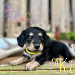 Dachshund Puppies from Hicks Haus Dachshunds