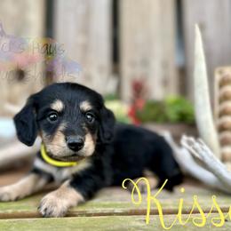 Dachshund Puppies from Hicks Haus Dachshunds