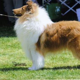 Collie Puppies from Creekwood Collies