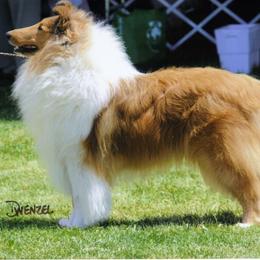 Collie Puppies from Creekwood Collies