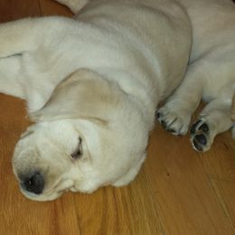 Labrador Retriever Puppies from Evermor Labradors