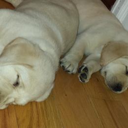 Labrador Retriever Puppies from Evermor Labradors