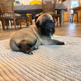 Girl 2 - Fawn female Anatolian Shepherd Dog puppy in Avon Park, Florida from Sandy Pines Homestead