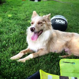 Nova - Border Collie
