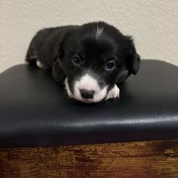Midnight - Black and white female American Corgi puppy in Temple, Texas from Silver Moon Cardigan and American Corgis