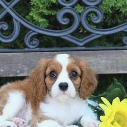 Cavalier King Charles Spaniels from Angels Ridge Cavaliers