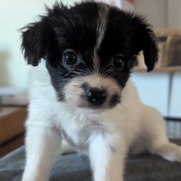 Girl 1 - White and black female Papillon puppy in Joshua, Texas from Summertime Kennels