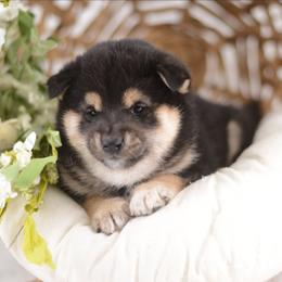 Paul -Black and Tan- - Black and tan male Shiba Inu puppy in Neosho, Missouri from Kenny Cave K9s