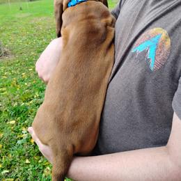Flynn - Brown and white male Basset Hound puppy in Imler, Pennsylvania from Happy Hounds