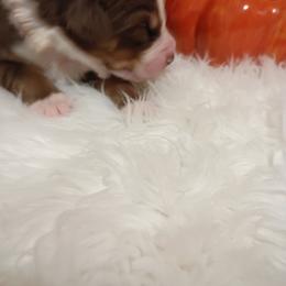 Australian Shepherd Puppies from SugarWood