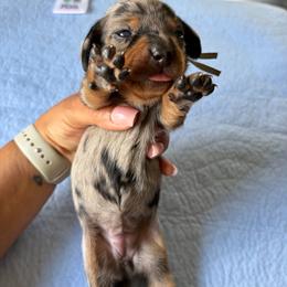 White  collar - Dapple female Dachshund puppy in Washington Court House, Ohio from Brightman's Dashing Doxies