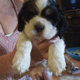 Cocker Spaniel Puppies from Hartwell Cocker Spaniel Kennel