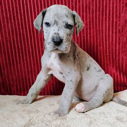 Nyx - Merle female Great Dane puppy in Bay City, Michigan from Monarch Danes