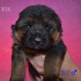 Blue - Black and red male German Shepherd puppy in Orlando, Florida from AceHaven Canines