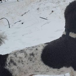 Labradoodles and Poodles from Labradoodles of North Texas