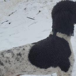 Labradoodles and Poodles from Labradoodles of North Texas