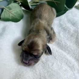 English Shaded Cream - Cream male Dachshund puppy in Nampa, Idaho from Long_and_Low_Dachshunds