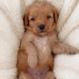 Buzz - Red male Cavapoo puppy in Salt Lake City, Utah from SunnySide Mini Doodles
