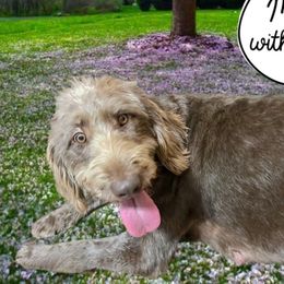 Willow - Labradoodle