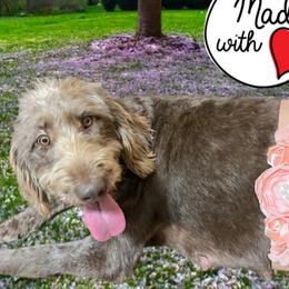 Willow - Labradoodle