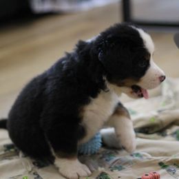 Boy 7 - Black rust and white male Bernese Mountain Dog puppy in Walnut Creek, Ohio from Emerald Acres Bernese