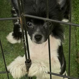 Chinese Crested Puppies from BryMar Chinese Cresteds