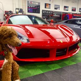 Poodle All Grown Up from Major League Poodles