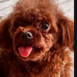 Ruford - Poodle