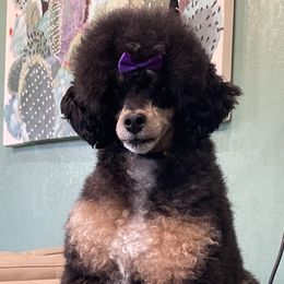 Fiona - Poodle