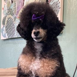 Fiona - Poodle