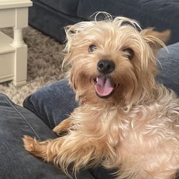 Bentley - Yorkshire Terrier