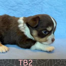 Lori - Chocolate and white female Chihuahua puppy in Harlan, Iowa from Home Grown Chihuahuas From Iowa