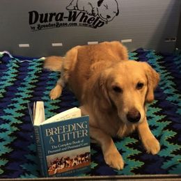 Golden Retriever Puppies from Carova Golden Retrievers