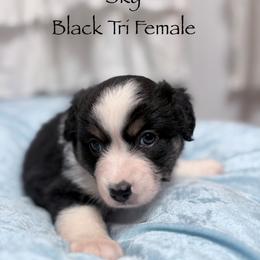 Skykomish (Sky) - Black tri female Miniature American Shepherd puppy in Olympia, Washington from Shamayim Shepherds