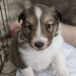 Shetland Sheepdogs from Shinebright Shelties