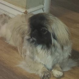 Silvie - Pekingese